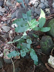 Bolbitis heteroclita