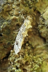 Lysiphragma epixyla
