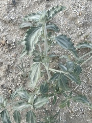 Dicoria canescens