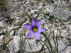 Sisyrinchium montanum
