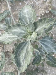 Dicoria canescens