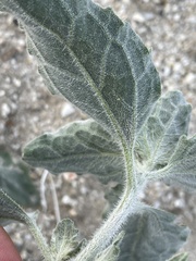 Dicoria canescens