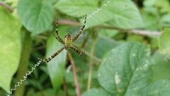 Argiope picta