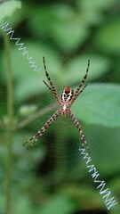 Argiope aemula