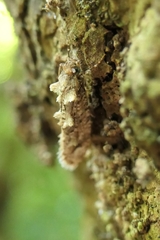 Lysiphragma epixyla