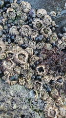 Balanus glandula