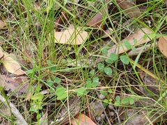 Bossiaea prostrata