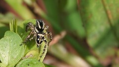 Stenaelurillus gabrieli