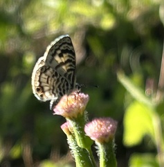 Leptotes cassius theonus