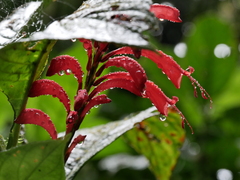Stenostephanus