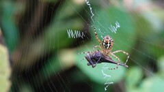 Argiope aemula
