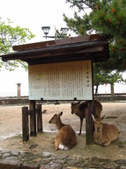 Cervus nippon