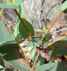 Chauliognathus tricolor