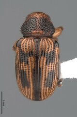 Afroeurydemus
