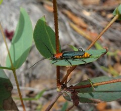 Chauliognathus tricolor