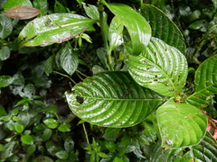 Stenostephanus