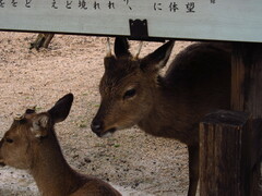 Cervus nippon