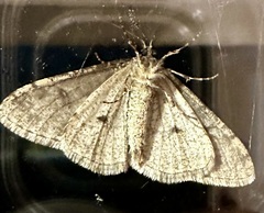 Phigalia denticulata