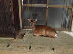 Cervus nippon centralis