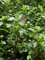 Stenostephanus