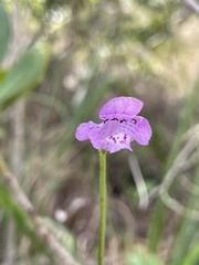 Physostegia purpurea