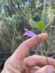 Physostegia purpurea