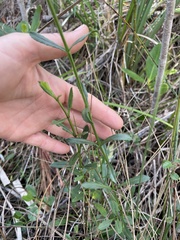 Physostegia purpurea