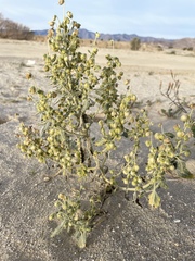 Dicoria canescens
