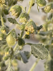 Dicoria canescens
