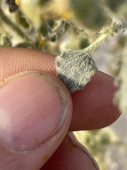 Dicoria canescens