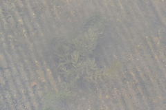 Ceratophyllum demersum