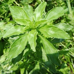 Amaranthus polygonoides