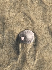 Paraconcavus pacificus