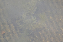 Ceratophyllum demersum