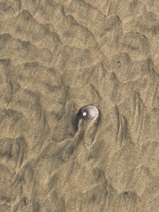 Paraconcavus pacificus