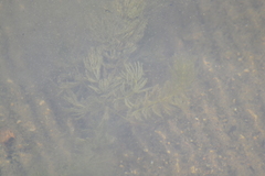 Ceratophyllum demersum