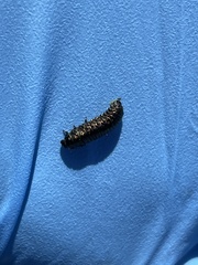 Trirhabda bacharidis