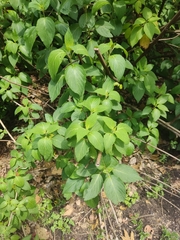 Salvia quitensis
