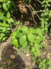 Salvia quitensis