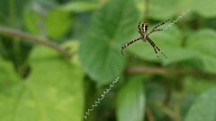 Argiope picta