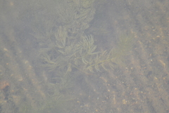 Ceratophyllum demersum