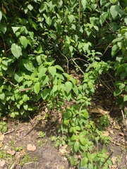 Salvia quitensis
