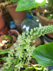 Asparagaceae