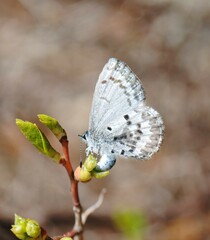 Celastrina lucia