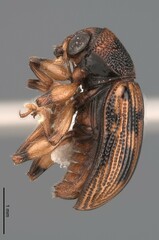 Afroeurydemus