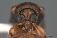 Afroeurydemus