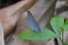 Cepheuptychia cephus