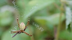 Argiope aemula