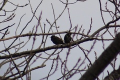 Sturnus vulgaris