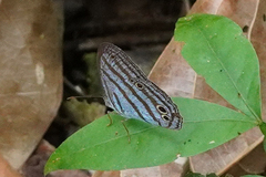 Cepheuptychia cephus